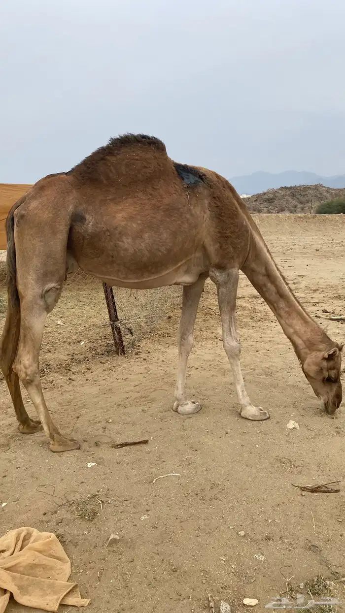 مدني مشروطه شرط 1