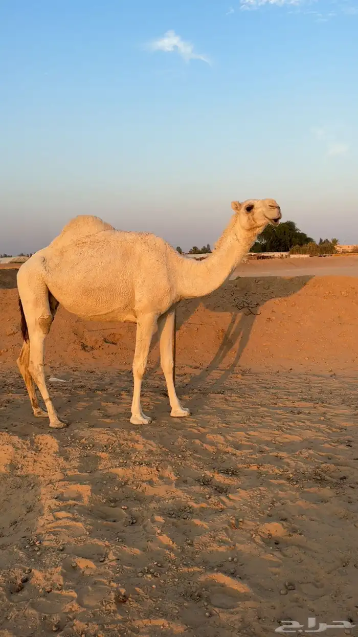 ضروبه كفو رمانيه 0