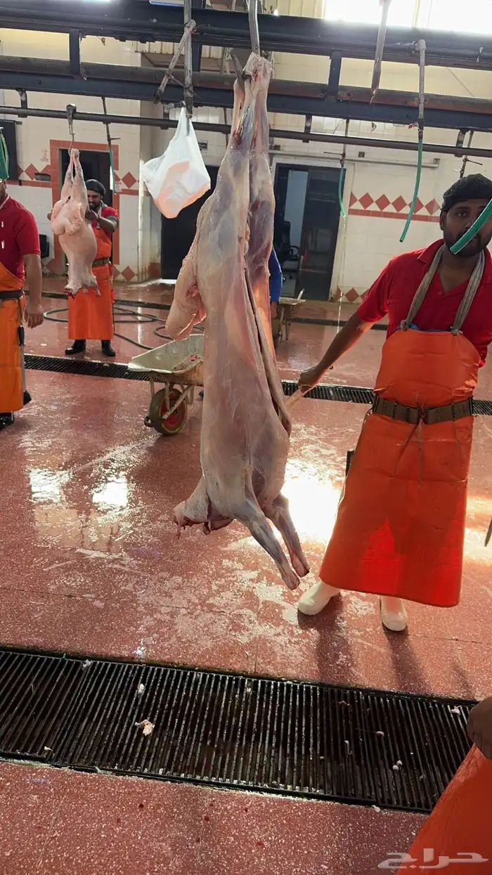 ذبايح سواكن وحريات ثلاجه 3