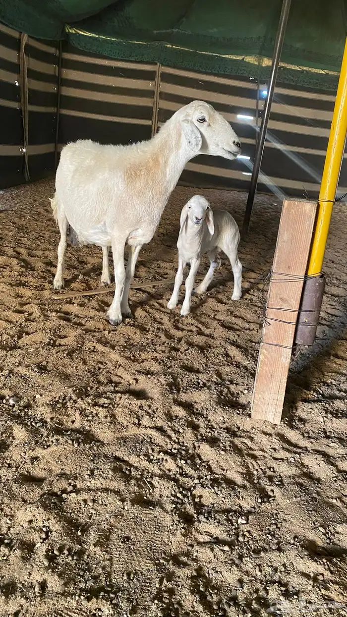 شاه حريه خلفه 0