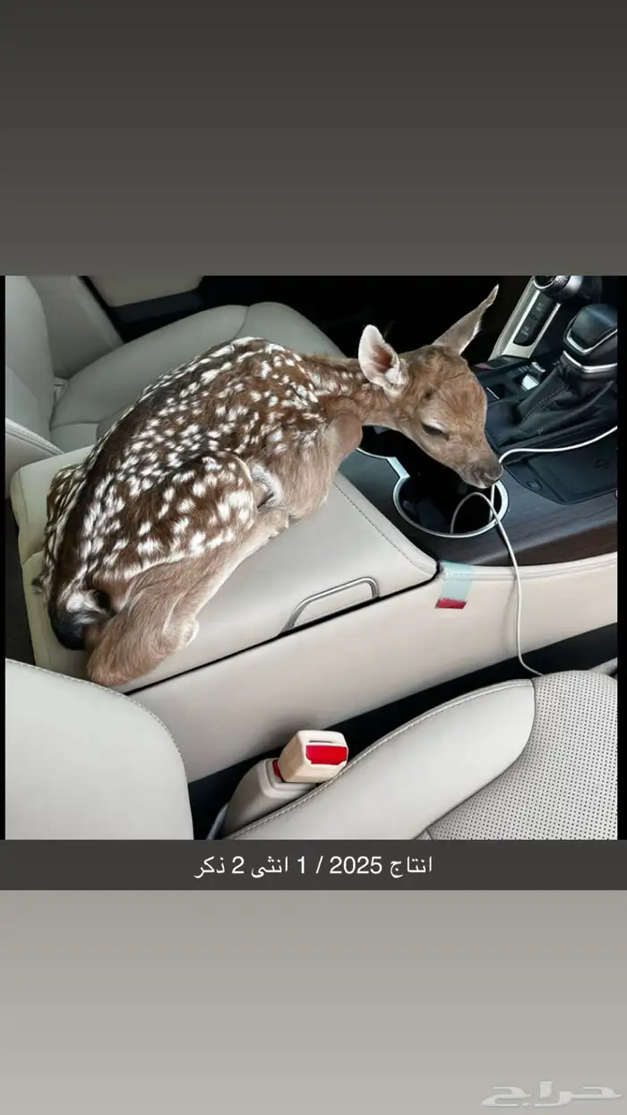 عزلان فلوريد 2