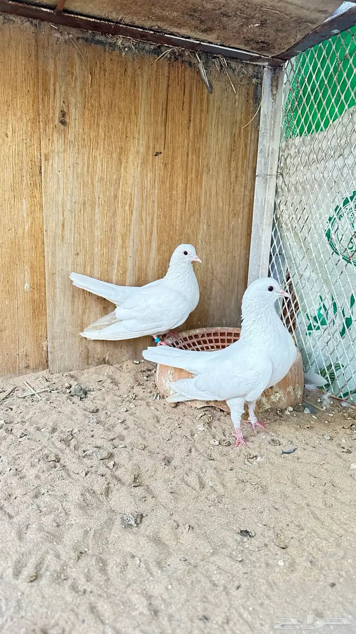 زوج صنعاني ابو شيبه 0