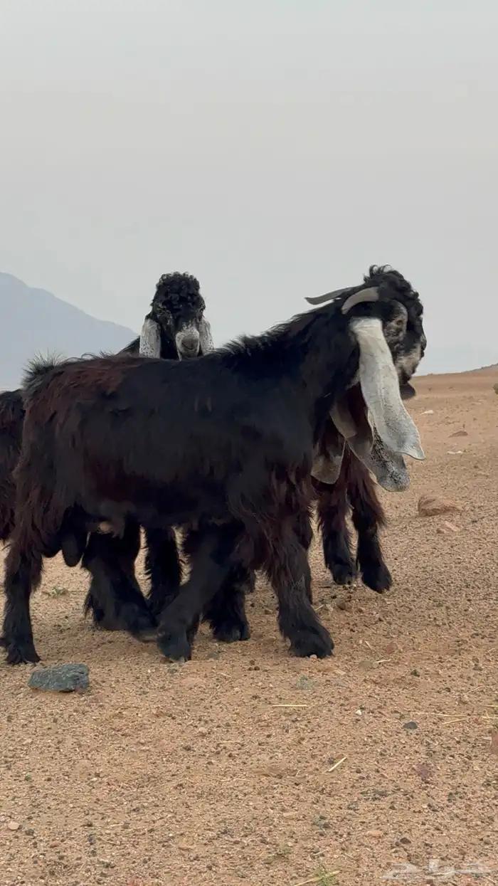 تيوس عوارض صنف 7