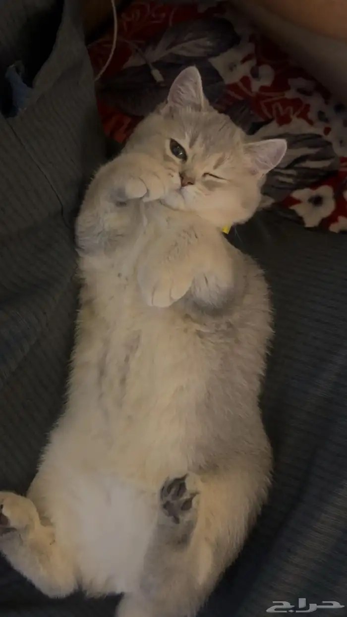 للبيع قطط سكوتش ستريت - بريتش مكس 0