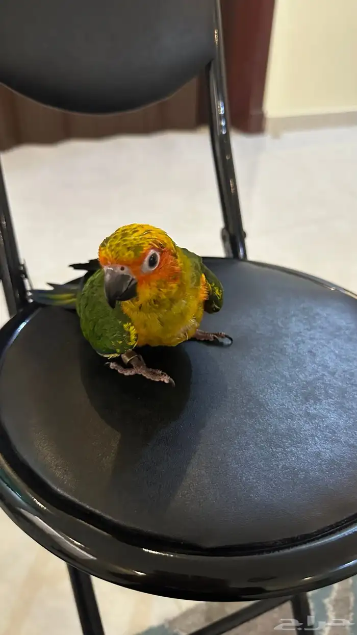 فرخ صن كنيور هدد نهايه فطام 1