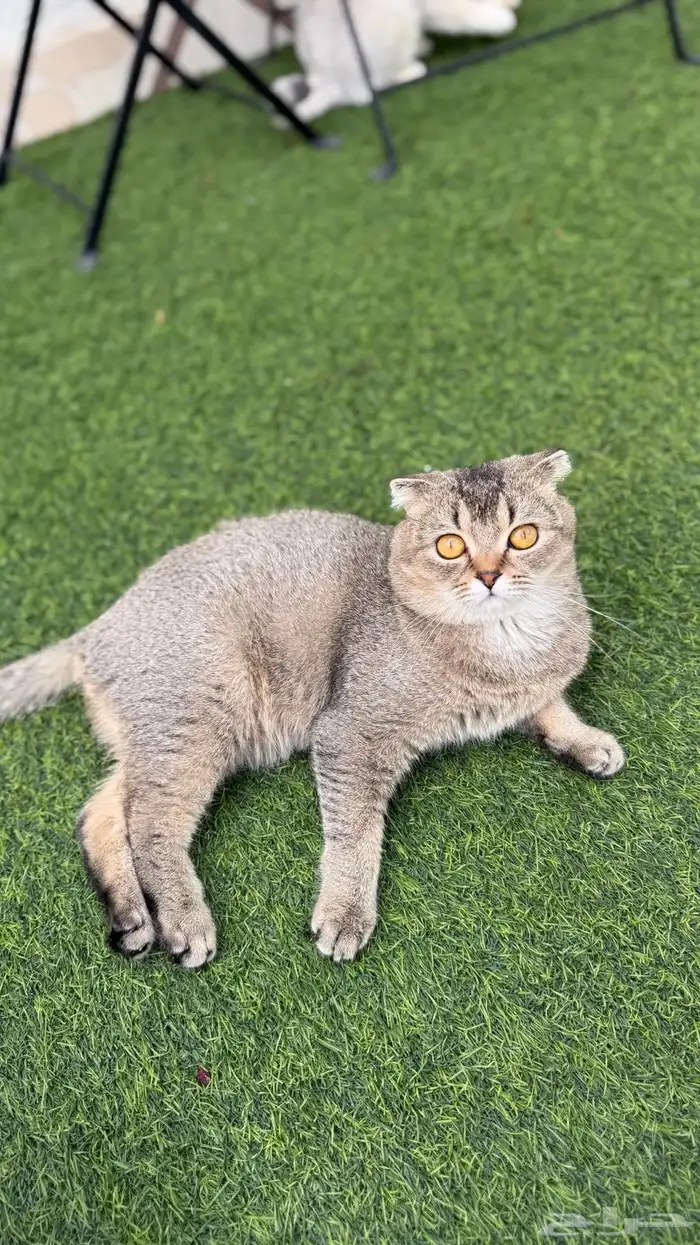 سكوتش تربل فولد 2