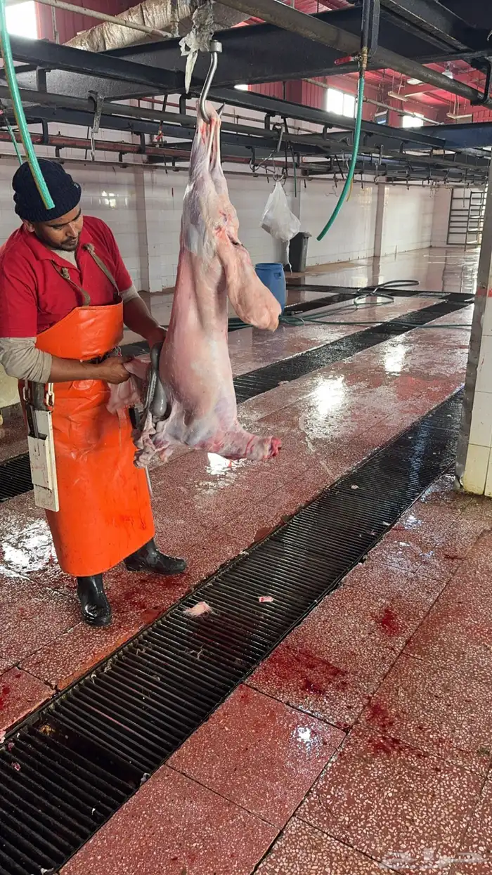 ذبايح سواكن وحريات ثلاجه 2