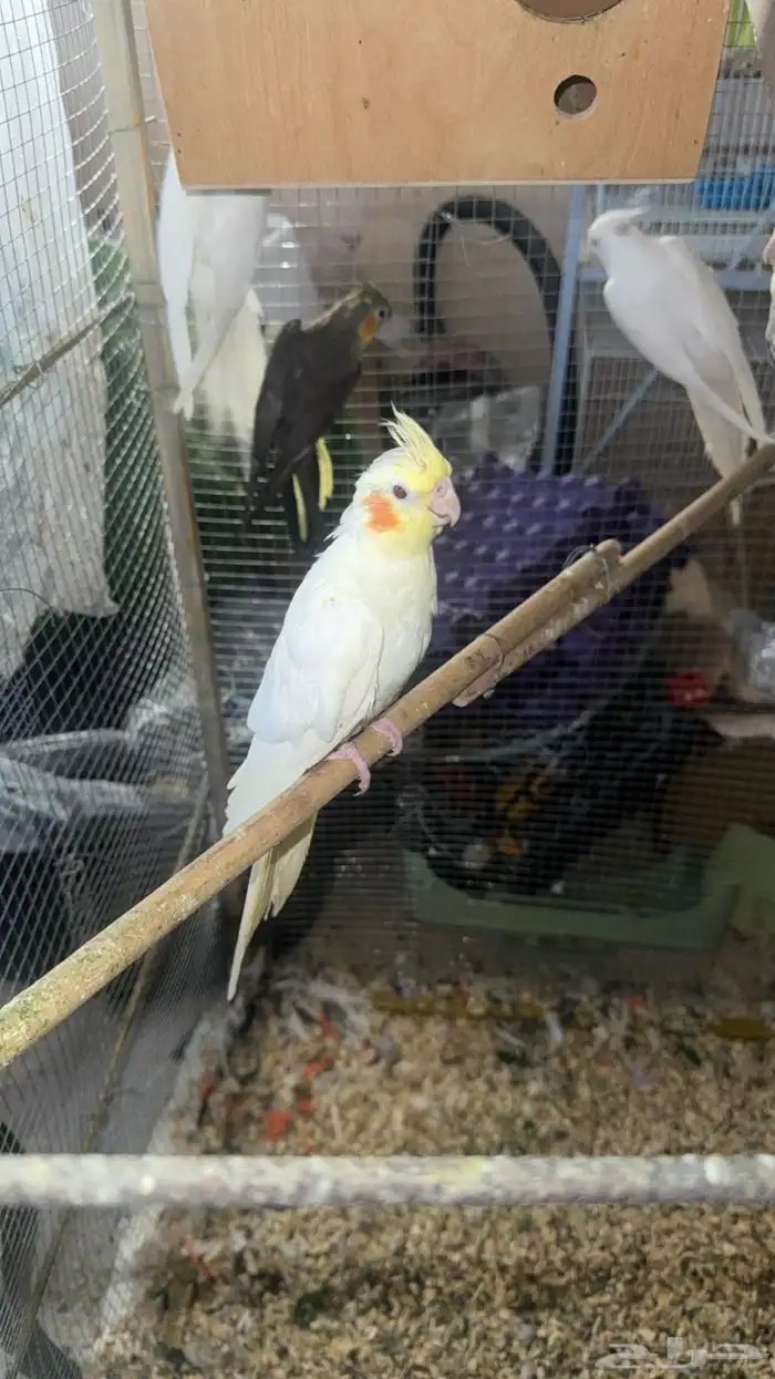 زوجين كروان منتجه 3