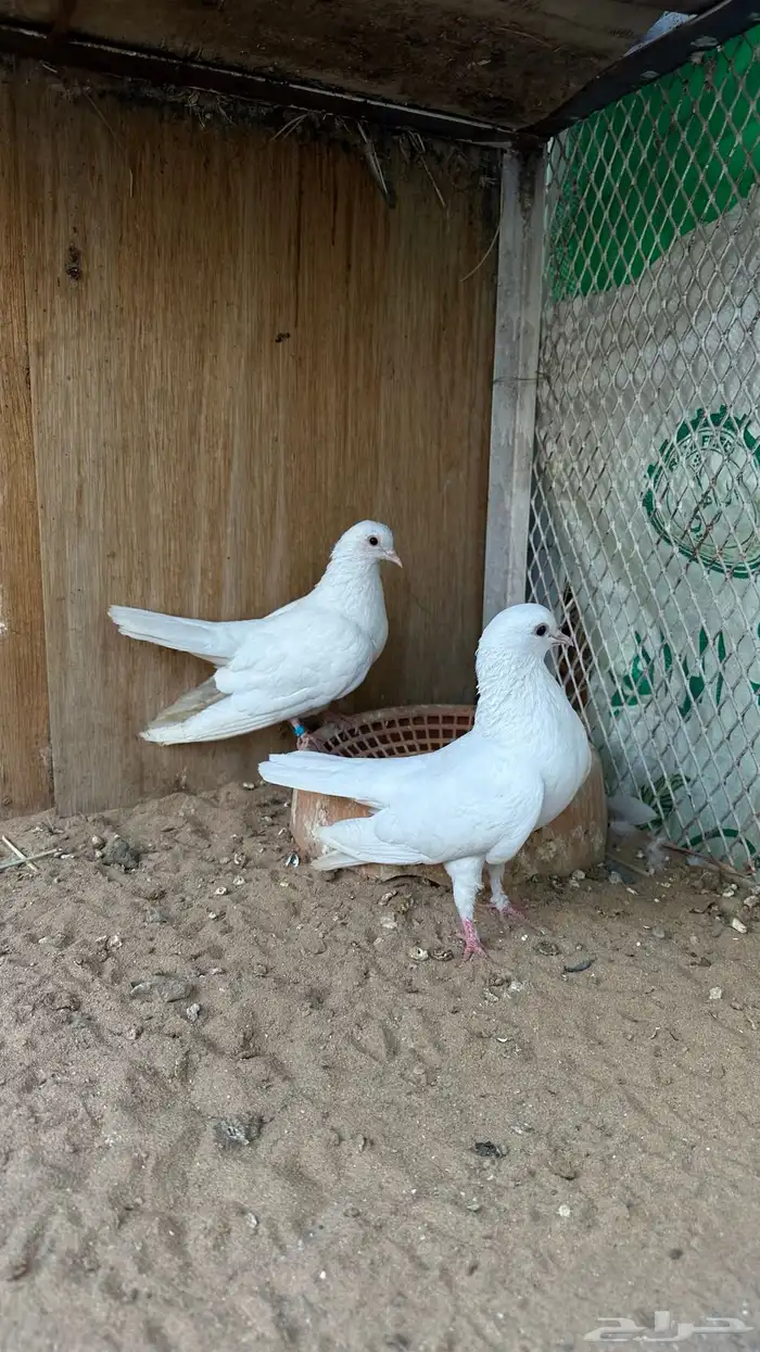 زوج صنعاني ابو شيبه 1