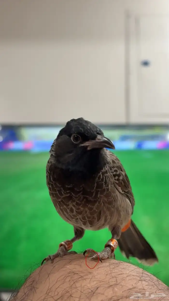 بلبل كشميري ذكر 0