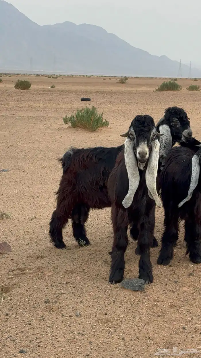 تيوس عوارض صنف 3