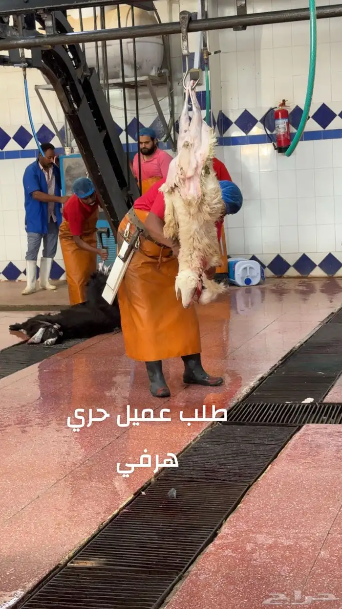 ذبايح سواكن وحريات ثلاجه 1