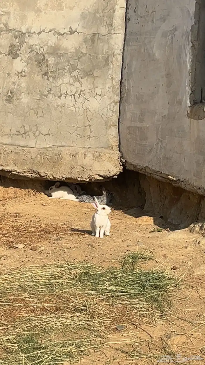ارانب للبيع 0