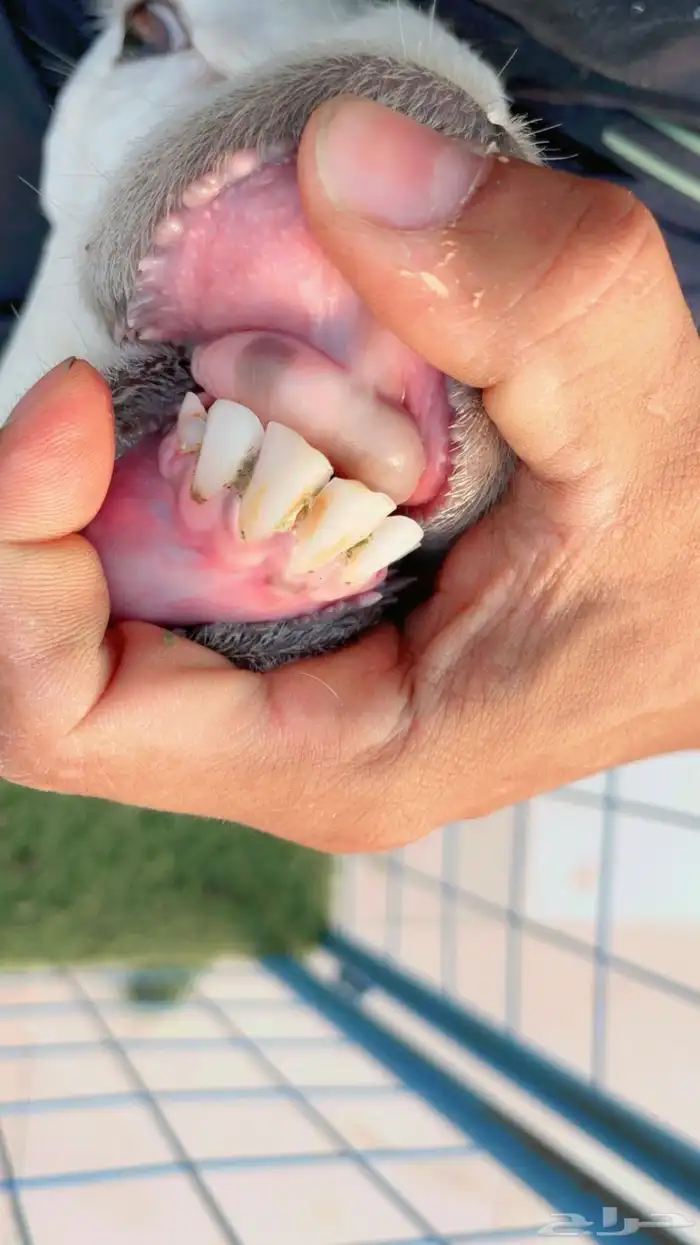 تم البيع نعجة حرية للبيع السن رباع 1