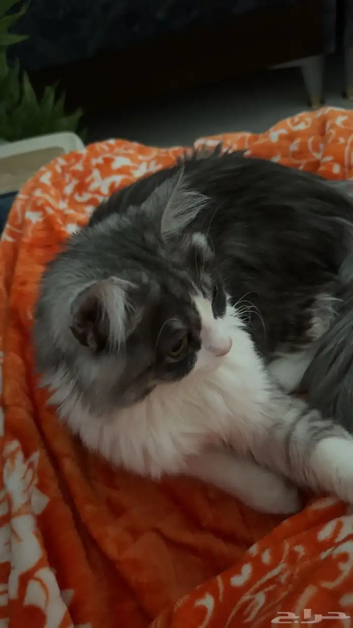 قط للبيع مع اغراضه 3