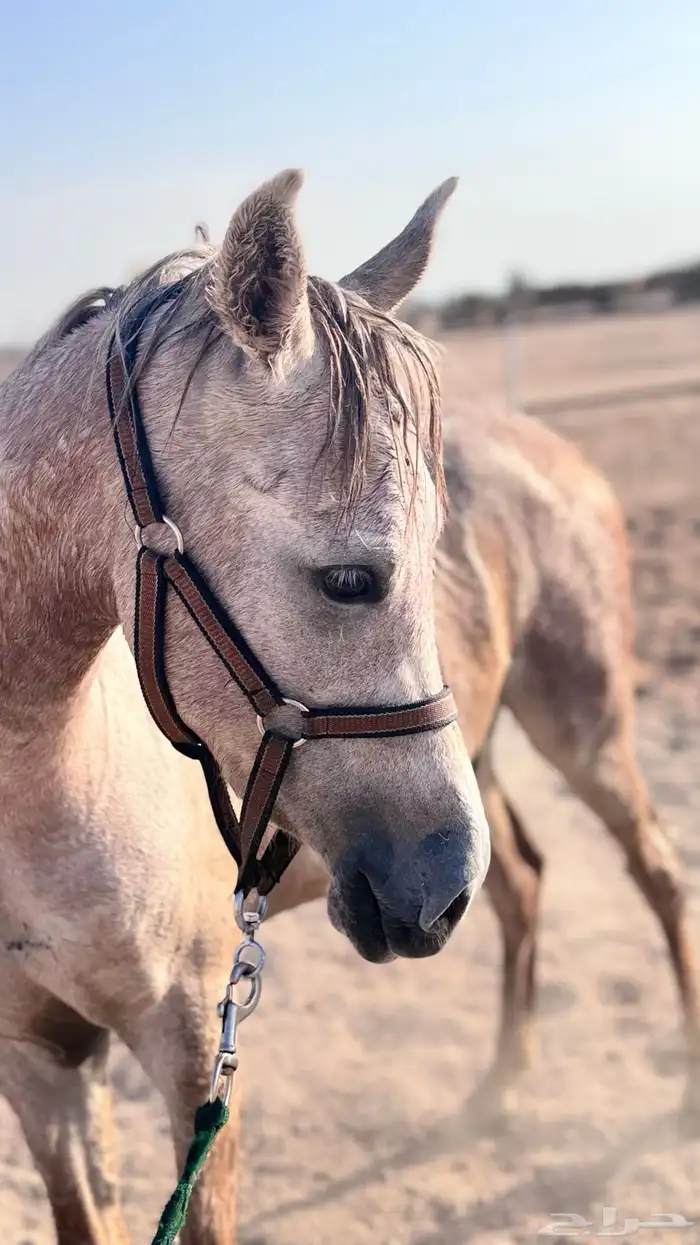خيل حصان عربي اصيل صغير وخط جمال 2