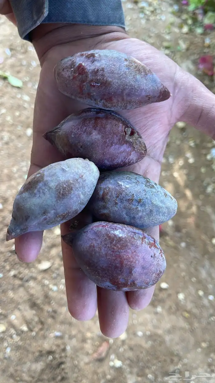 فاكهة لوز بجيل يوجد توصيل 4