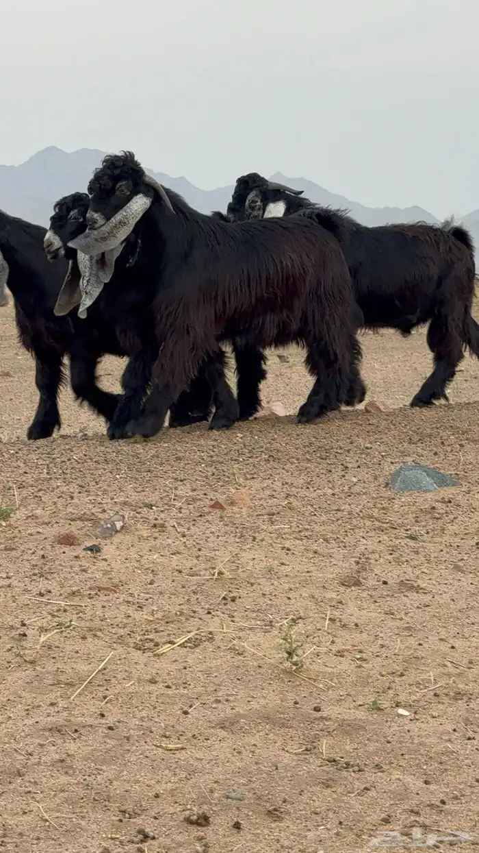 تيوس عوارض صنف 5