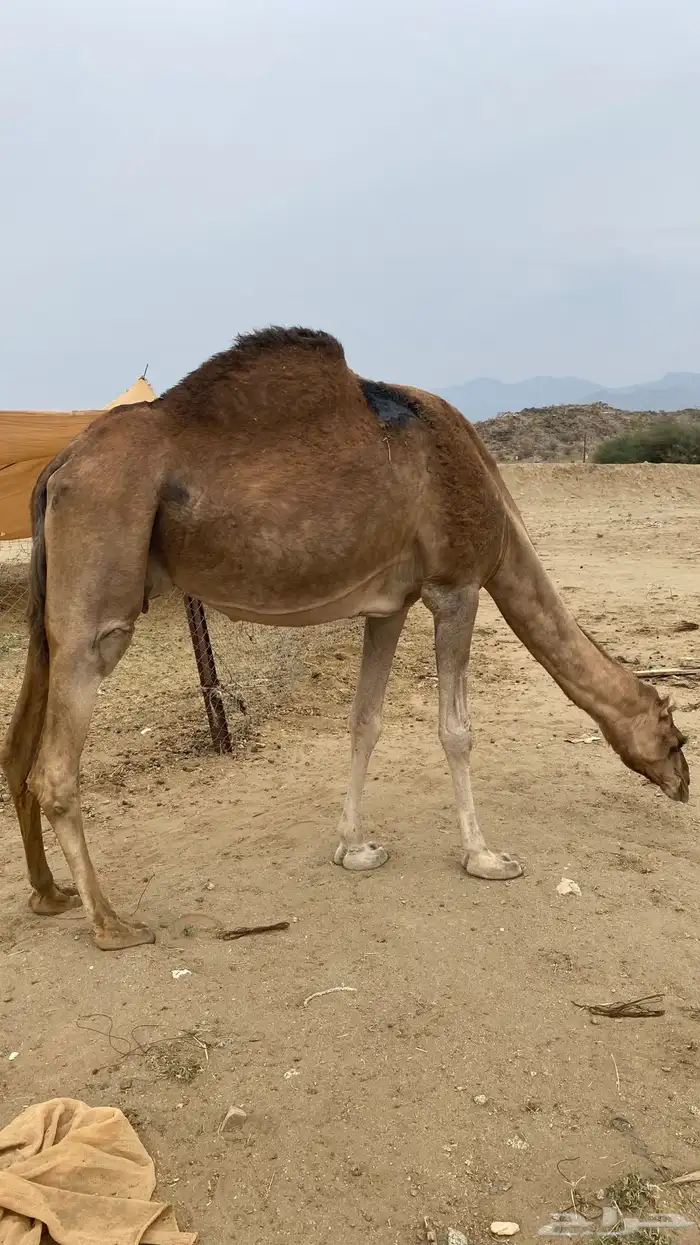 مدني مشروطه شرط 2