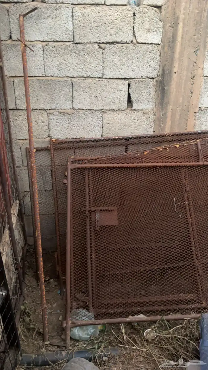 شبوك دجاج 2ف 2 سليم من الكسور 2