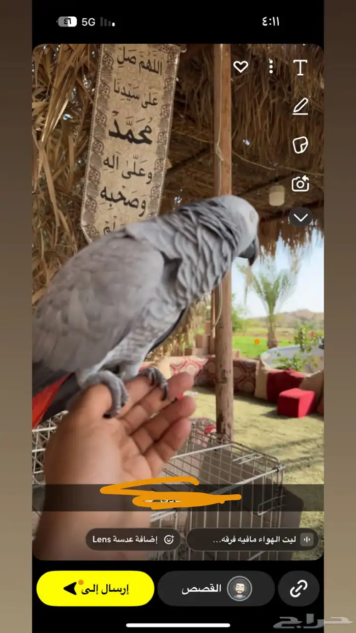 ببغا كاسكو 0