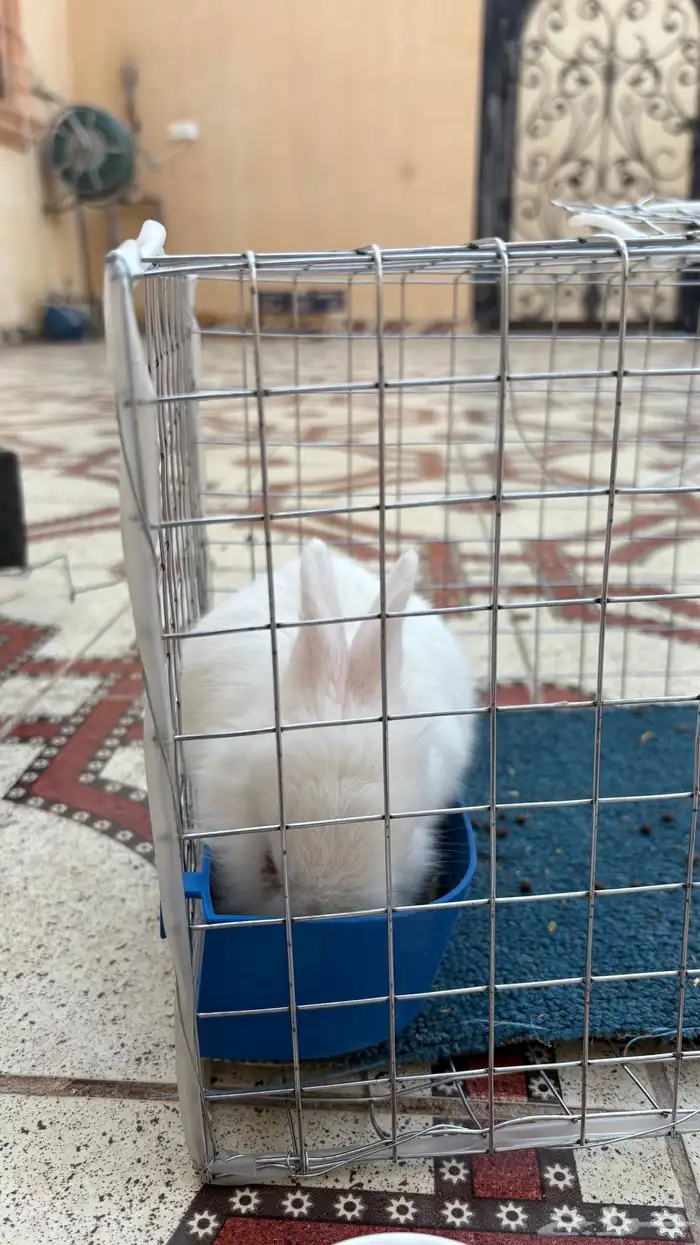 ارنب فرنسي للبيع 3