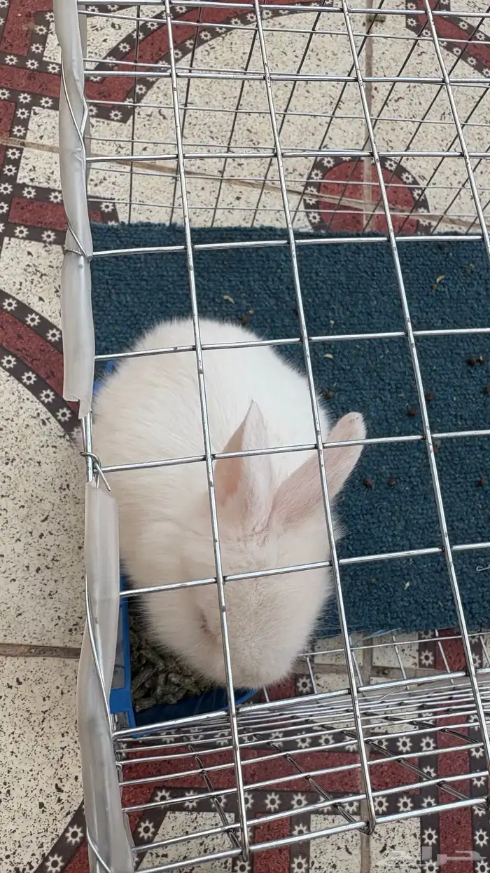 ارنب فرنسي للبيع 1