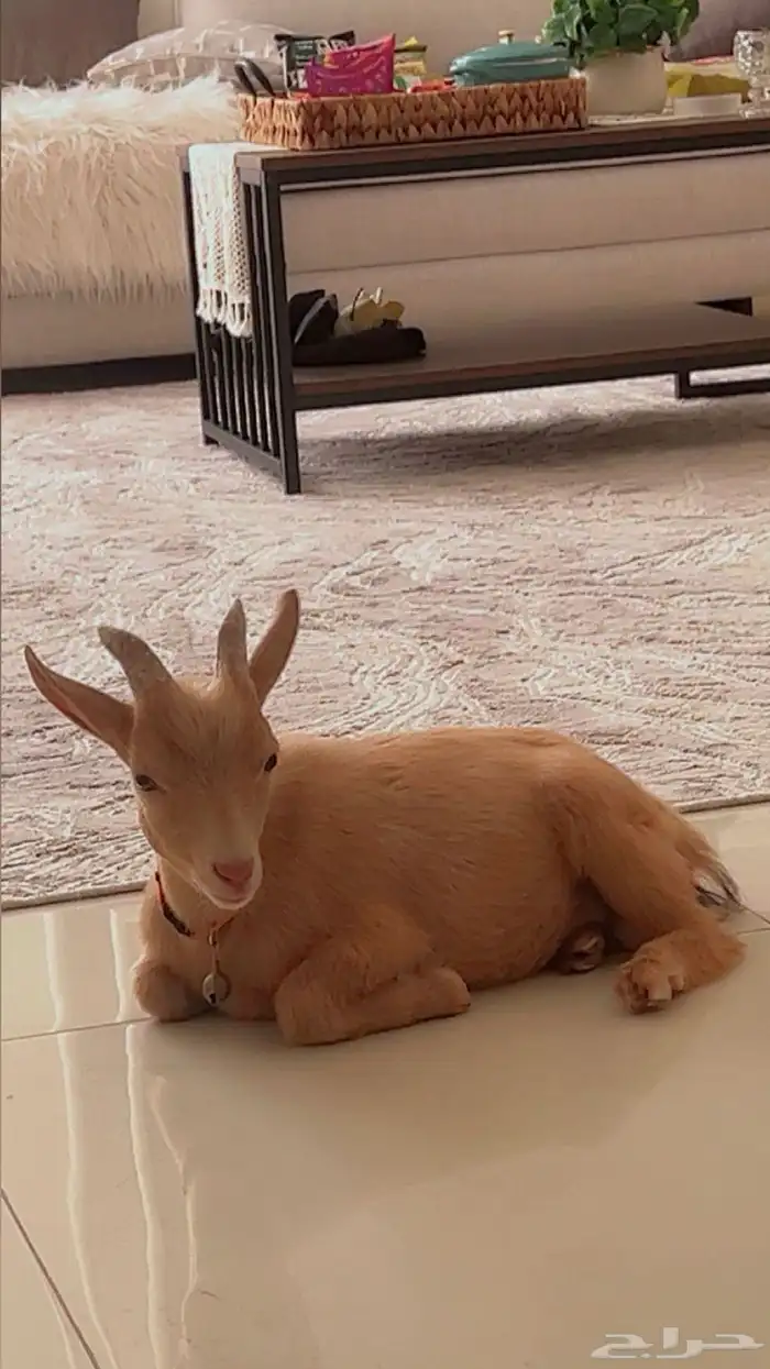 الماعز القزم 0