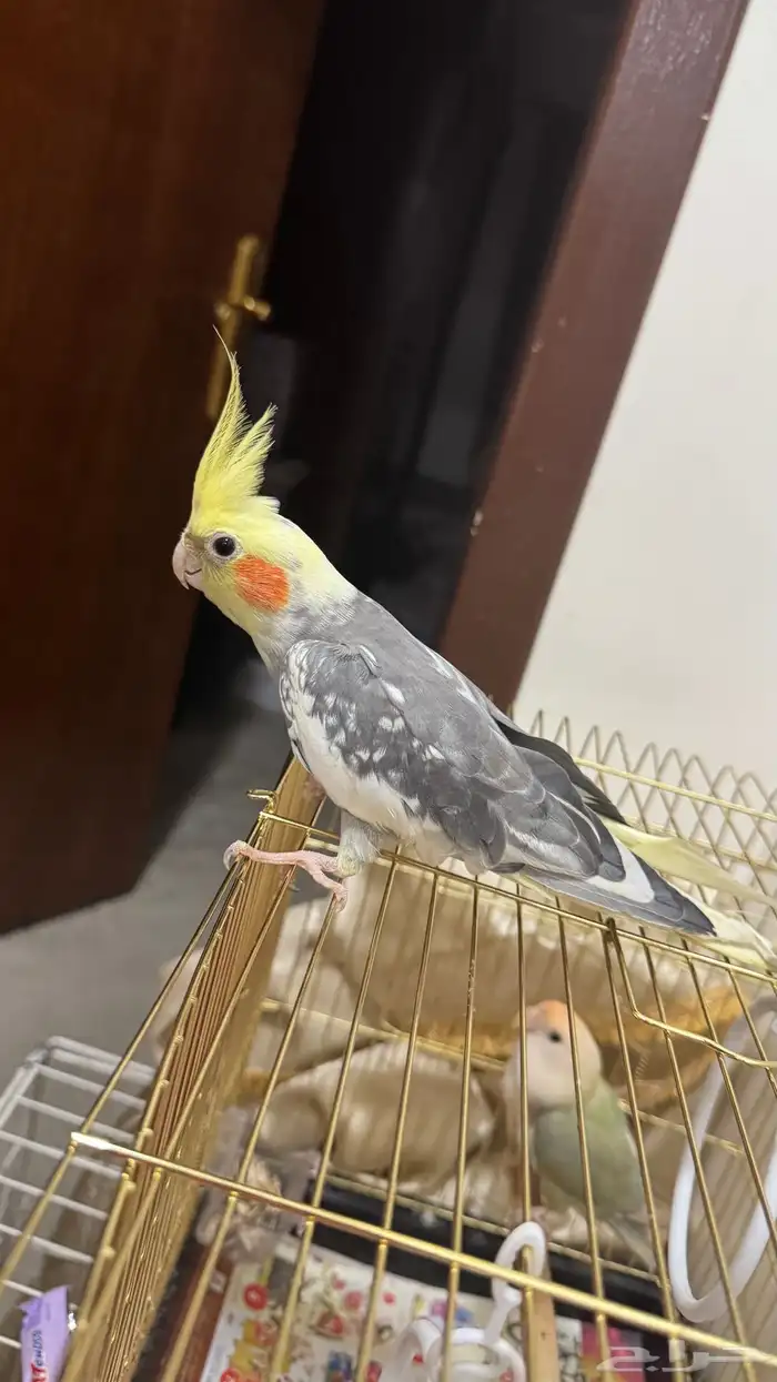 كروان للبيع 2