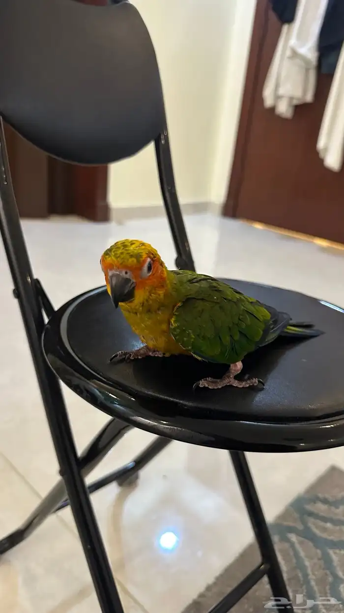 فرخ صن كنيور هدد نهايه فطام 2