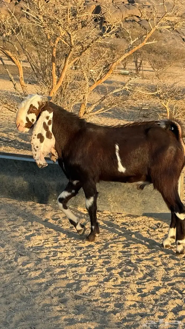 تيس مشروع فحل هولندي 4