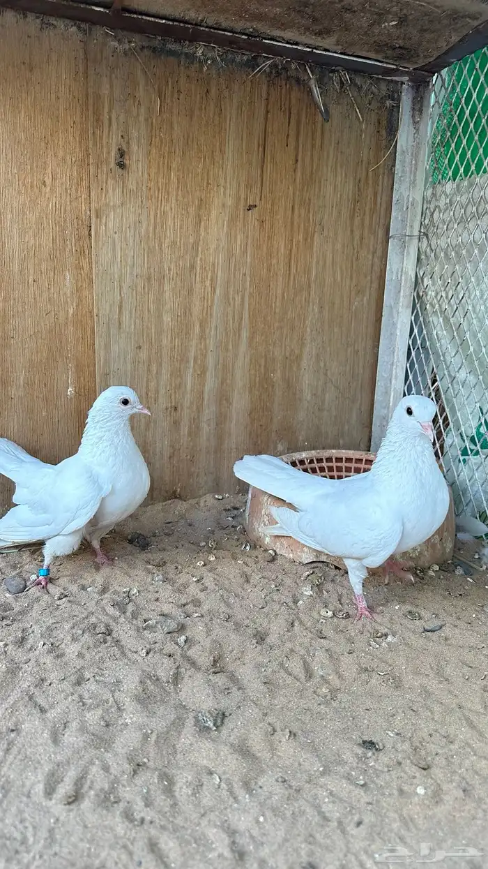 زوج صنعاني ابو شيبه 2