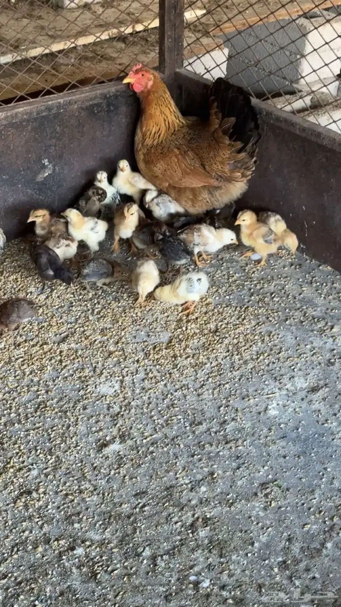 دجاجه فرنسيه بعيالها 1