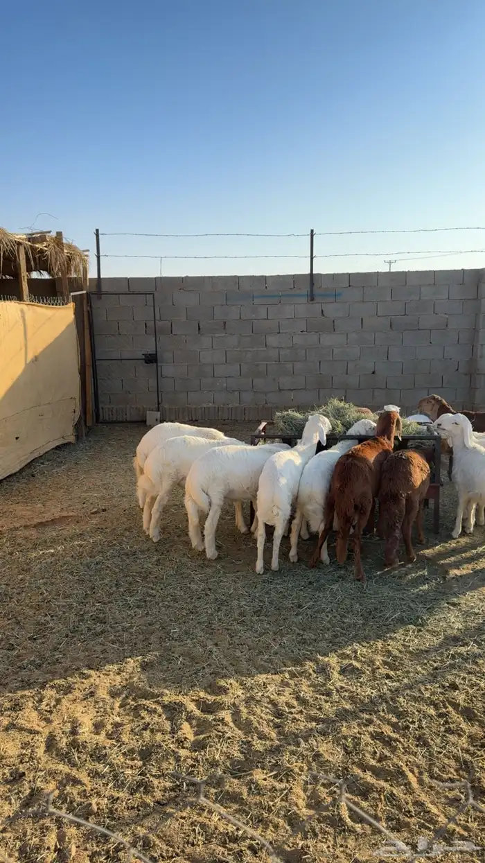 ذبايح سواكن وحريات ثلاجه 0