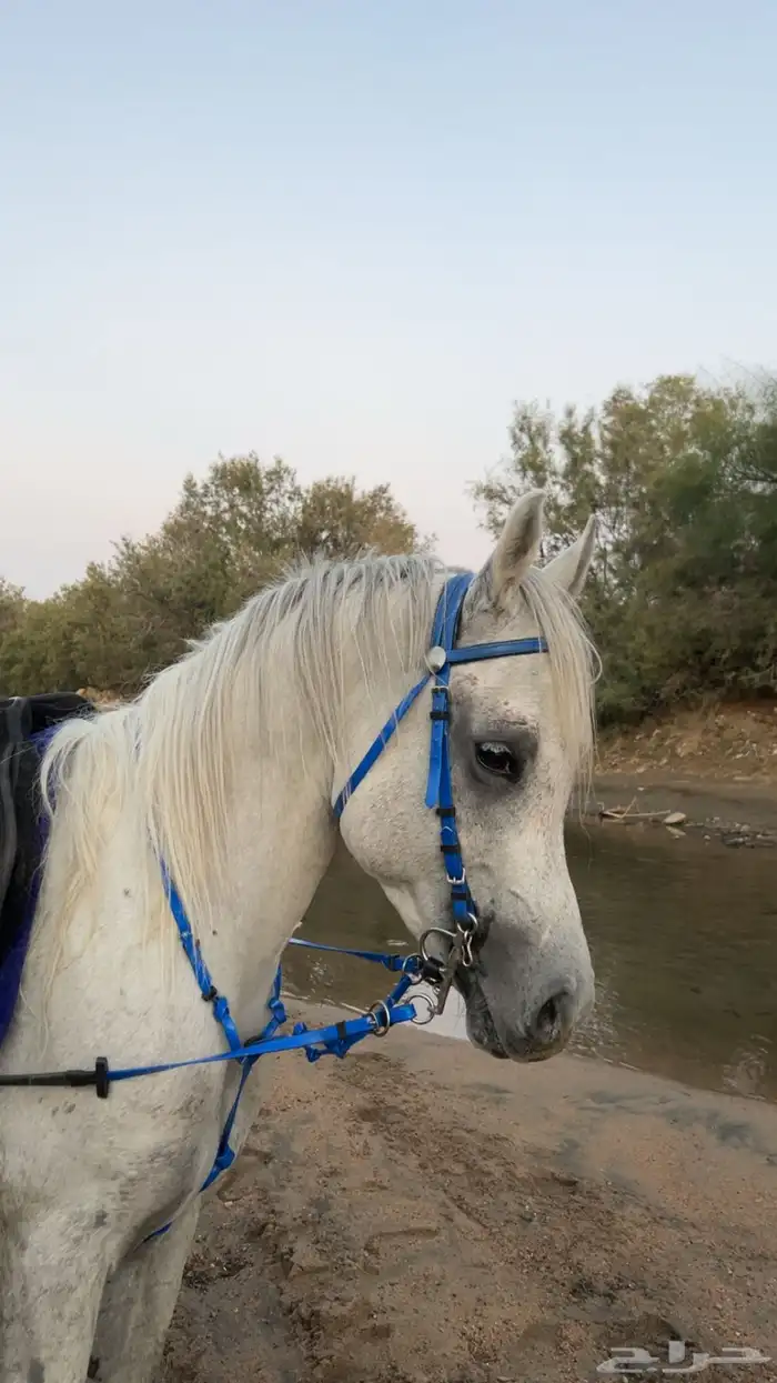 حصان عربي اصيل 0