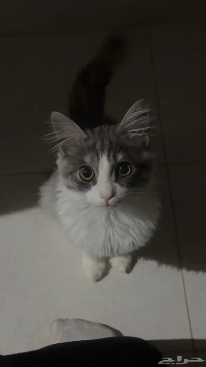 قط للبيع مع اغراضه 0