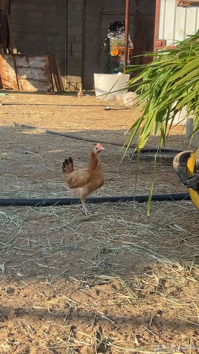 جمد عمر شهرين 4