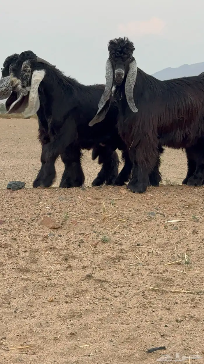 تيوس عوارض صنف 6