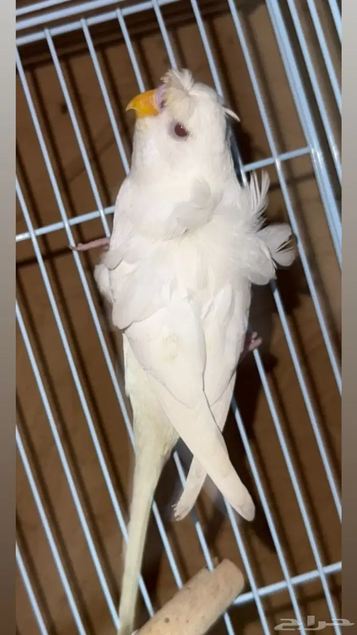 بادجي هوقو مميز للبيع  Premium Hugoo Budgie for Sale 1