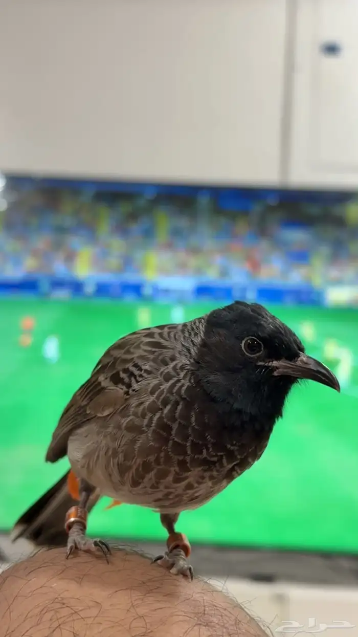 بلبل كشميري ذكر 1