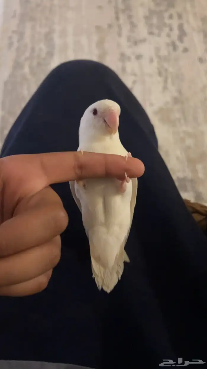 روز بينو للبيع 0