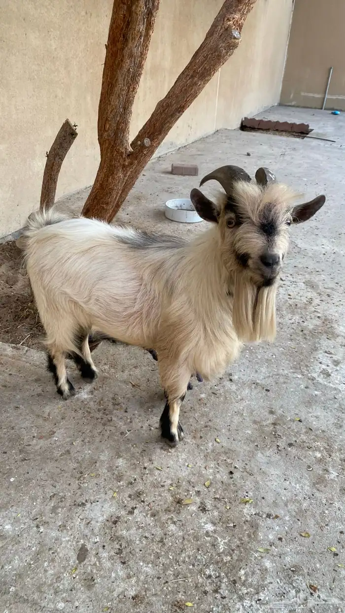 تيس قزم واحد 0