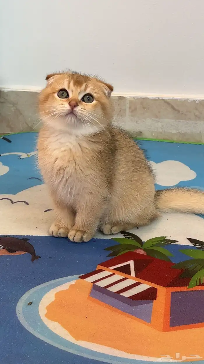 سكوتش فولد قولد ny-11 0