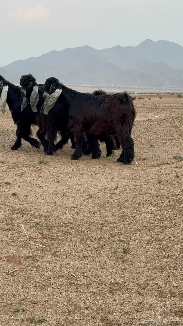 تيوس عوارض صنف 4