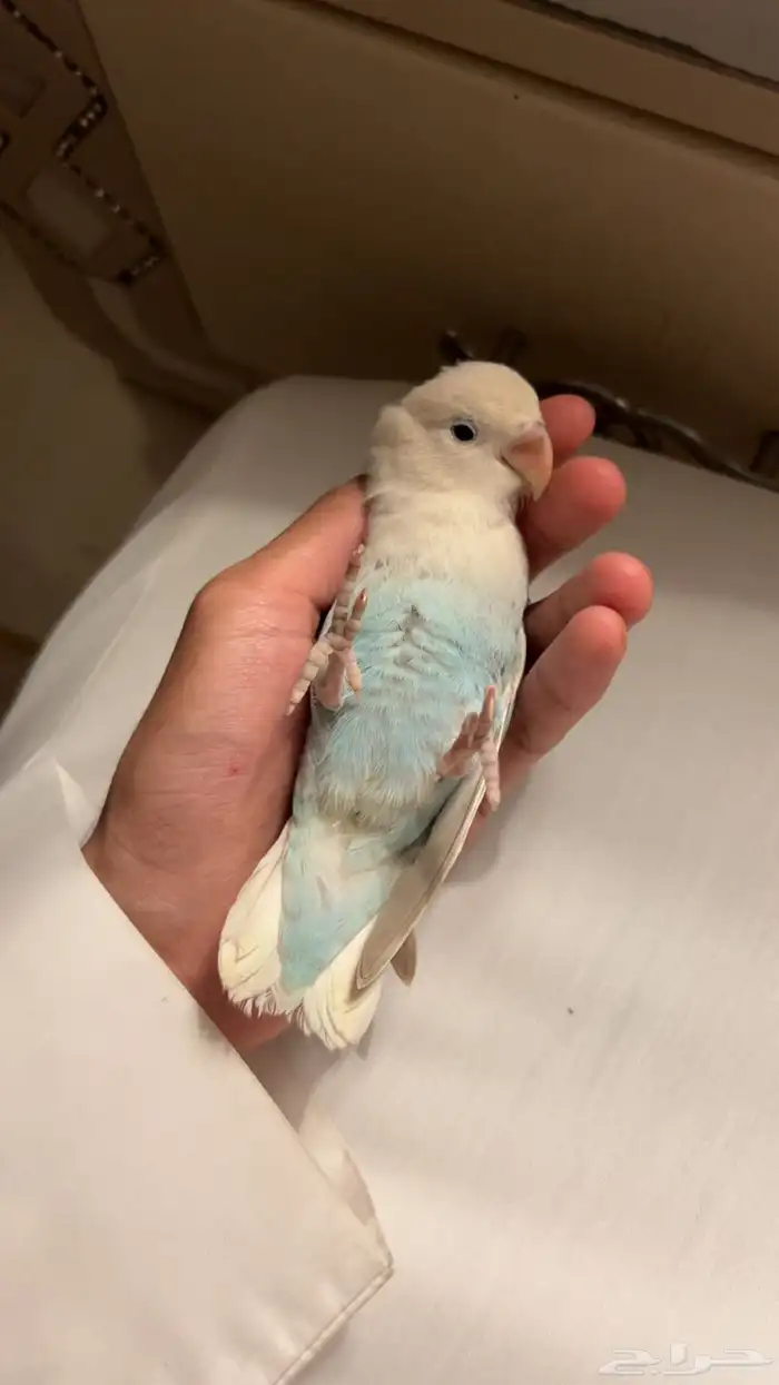 فرخ روز اليف وهدد نشبة 2