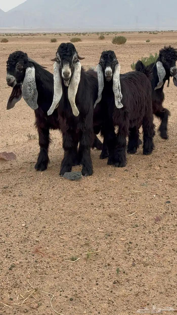 تيوس عوارض صنف 0