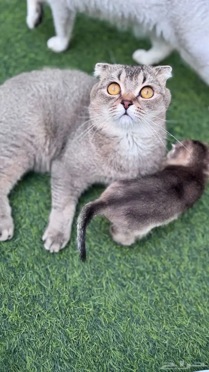 سكوتش تربل فولد 3