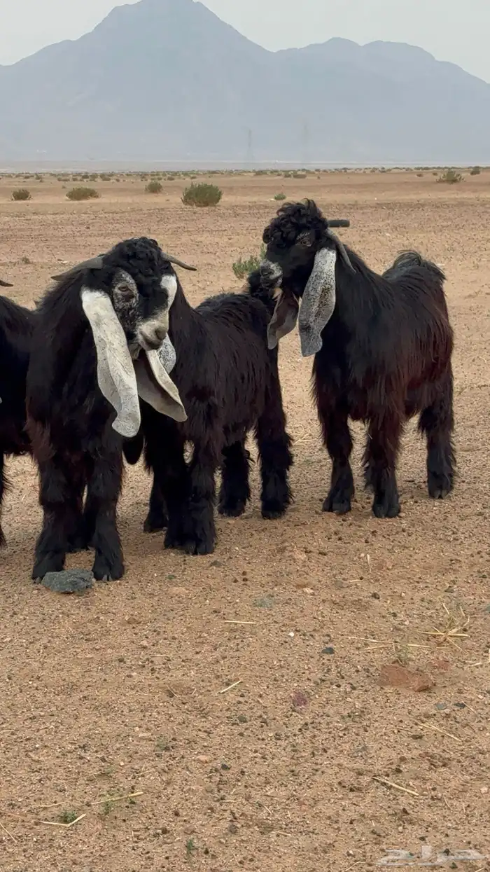 تيوس عوارض صنف 2