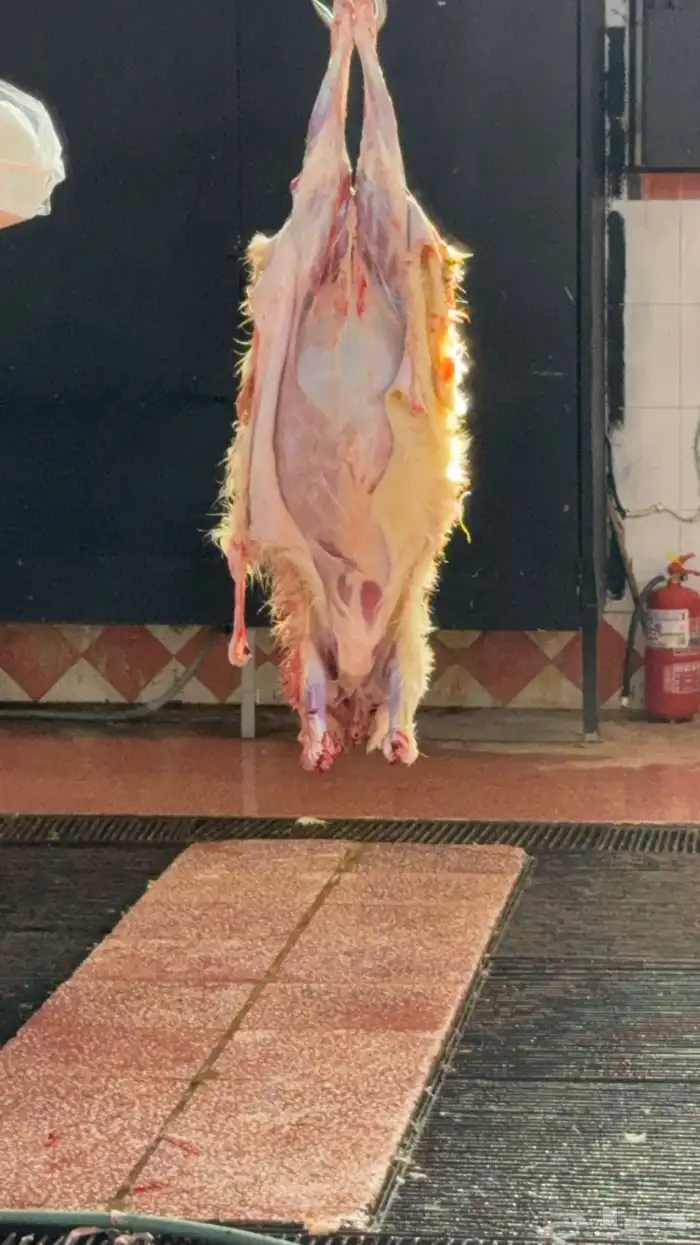 ذبايح سواكن وحريات ثلاجه 5