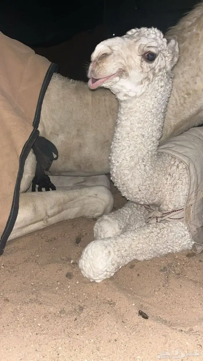 للبيع بعير صاهودي إنتاجه بدأوه 3